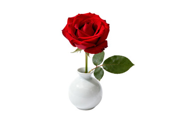 Fototapeta premium A single red rose in a white ceramic vase