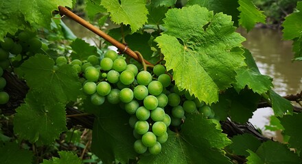Vibrant Green Grapes Ripening on the Vine in a Lush Vineyard.