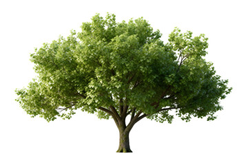Obraz premium Vibrant green leafy tree with dense foliage in natural setting