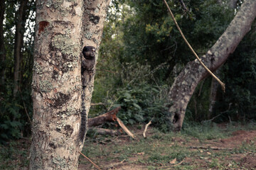 Macaquinho na árvore