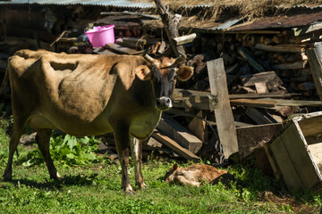 Ha, Bhutan - 26 September 2025: View of a tranquil scene where a cow grazes beside a resting calf, amidst scattered wood and rustic charm.