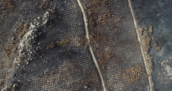 Aerial footage of burnt forestry plantation rows. The Concept of Loss