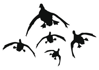 Obraz premium flying duck silhouette, flying duck vector illustration