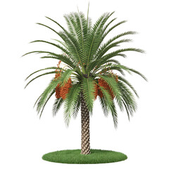Fototapeta premium A realistic digital rendering of a mature date palm tree isolated on transparent background