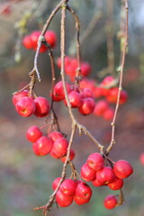 Crab apples on a tree in autumn