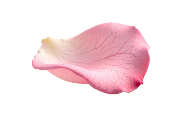 Delicate pink rose petal with intricate veins and soft texture