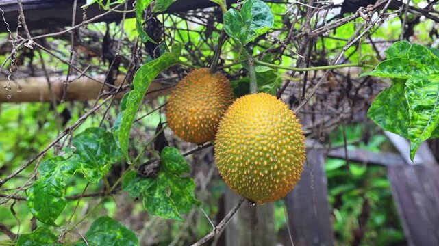 Close up of the Gac fruit in the garden
