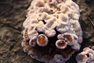 Silver leaf fungus growing on wood (Chondrostereum purpureum)