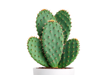 Green prickly pear cactus with golden spines in white pot, isolated on a transparent background