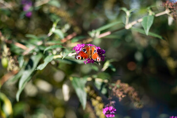Close-up of butterfly on Buddleja davidii flower in the park