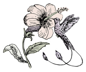 A hummingbird at the flower. Hand drawn vector illustration.