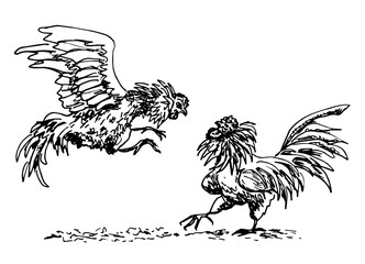 Two fighting roosters. Hand drawn vector illustration, black  sketch.