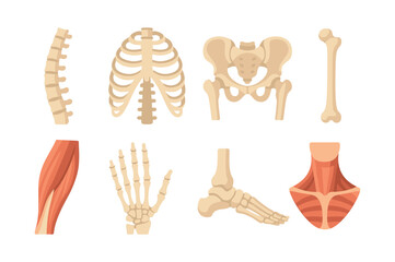 Human anatomy, flat vector illustration with bones, ribs, spine, and skeleton details