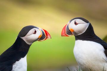 Pair of Atlantic Puffins on a Cliff in Iceland
