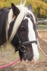 Głowa konia z białą grzywą © vofchok