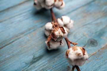 Cotton plant branch with fluffy white bolls resting on a rustic blue wooden surface, showcasing natural textures and organic beauty in a serene setting
