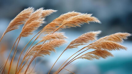 Golden pampas grass sways gently against a soft blue sky, showcasing delicate feathery plumes in a serene natural setting.