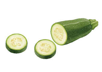 Watercolor-style zucchini illustration／ズッキーニ