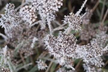 Zamarznięte polne rośliny © vofchok