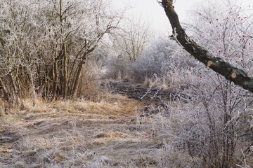 Drzewa i krzaki w szronie © vofchok