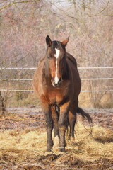 Brązowy koń zimą na stadninie koni © vofchok