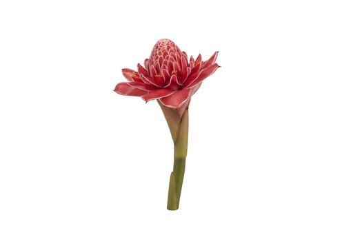 Etlingera Elatior (also known as torch ginger, ginger flower, red ginger lily, torch lily, wild ginger, combrang, bunga kantan, and porcelain rose)

