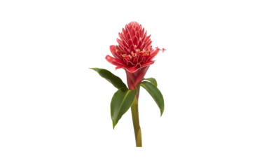 Etlingera Elatior, which goes by names like torch ginger, ginger flower, red ginger lily, torch lily, wild ginger, combrang, bunga kantan, and porcelain rose


