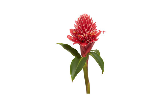 Etlingera Elatior, which goes by names like torch ginger, ginger flower, red ginger lily, torch lily, wild ginger, combrang, bunga kantan, and porcelain rose



