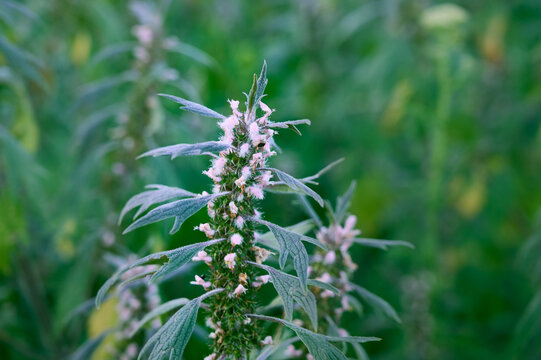 Leonurus cardiaca with purple flowers and green leaves  in summer garden.