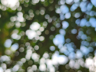 Obraz premium Dreamy Green and White Abstract Bokeh Background