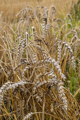Background. Close-up. Old clumps of wheat left in the field after the harvest