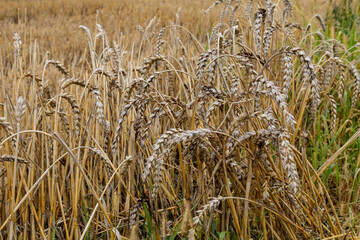 Background. Close-up. Old clumps of wheat left in the field after the harvest. 