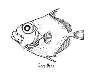 Vector poster with a hand drawn drawing of Oreo Dory fish made in graphic style. Ink drawing, beautiful illustration. Perfect for poster or banner design.