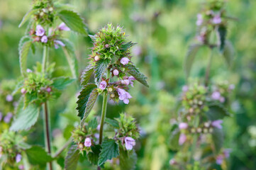 Black horehound(Ballota nigra) with pink flowers.