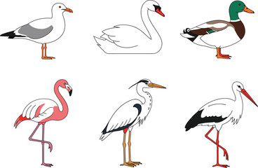 Obraz premium Detailed Medical Vector Illustration of Human Kidney Anatomy with Cross-Section Showing Renal Artery, Vein, Cortex, and Medulla, Ideal for Biology, Urology, and Health Care Education.