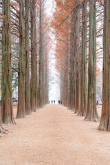 Tall trees form a stunning symmetrical pathway, creating a peaceful autumn scene with soft light, warm colors, and visitors walking through a serene, beautifully aligned forest landscape.