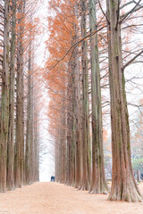 Tall trees form a stunning symmetrical pathway, creating a peaceful autumn scene with soft light, warm colors, and visitors walking through a serene, beautifully aligned forest landscape.