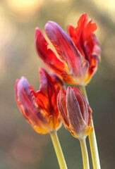 Piękne, czerwone Tulipany , tapeta, dekoracja.