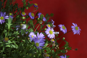 Vibrant purple daisy flowers with green leaves bloom beautifully in garden. flora stand out against bold red background, creating cheerful and striking contrast © Core