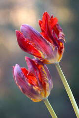 Piękne, czerwone Tulipany , tapeta, dekoracja.