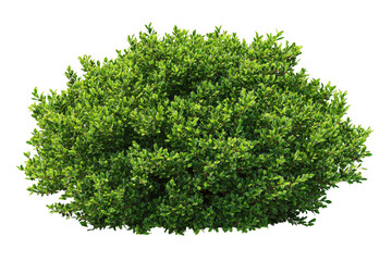 Obraz premium Lush green bush with dense foliage isolated on a clean background, ideal for architectural landscaping design isolated on transparent background