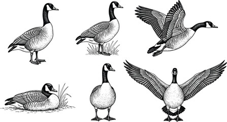 Vintage Engraving Set of Canada Goose Poses, Including Flying with Spread Wings, Standing, and Resting, Perfect for Wildlife Illustrations and Nature Designs. © Shilpi