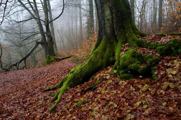 autumn / winter  in the forest with big rooted trees