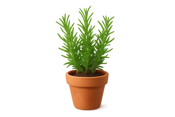 Rosemary plant growing in terracotta pot with transparent background