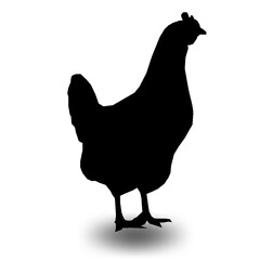Rooster silhouette illustration vector design.