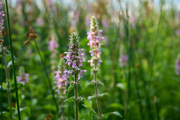 Closeup of the pink flowers of marsh woundwood (Stachys palustris).