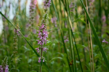 Fototapeta premium Closeup of the pink flowers of marsh woundwood (Stachys palustris).