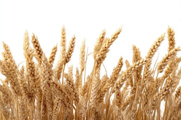 Fototapeta premium Golden wheat heads, close-up, against a plain white background