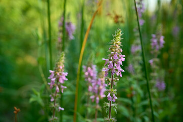 Obraz premium Closeup of the pink flowers of marsh woundwood (Stachys palustris).