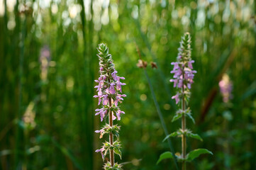 Closeup of the pink flowers of marsh woundwood (Stachys palustris).